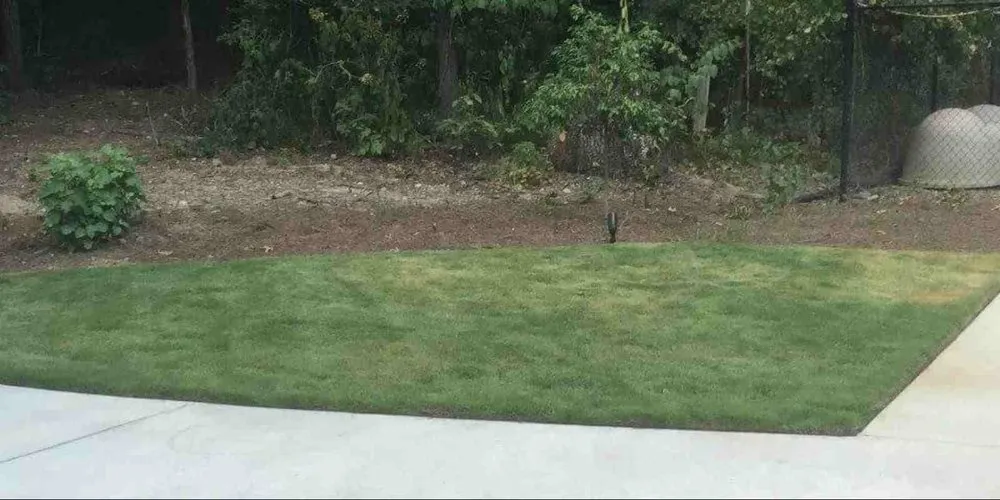 Top-rated yard cleanup service in Springville, AL by The Lawn Works