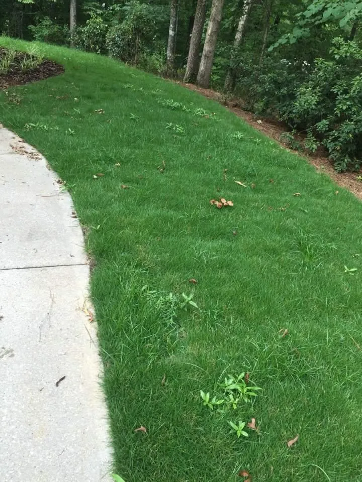 Affordable yard maintenance for homes across Springville, AL - The Lawn Works