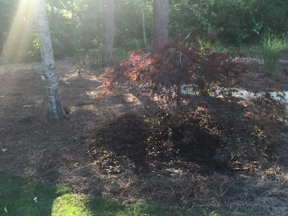 Affordable landscape installation for beautiful yards across Springville, AL - The Lawn Works