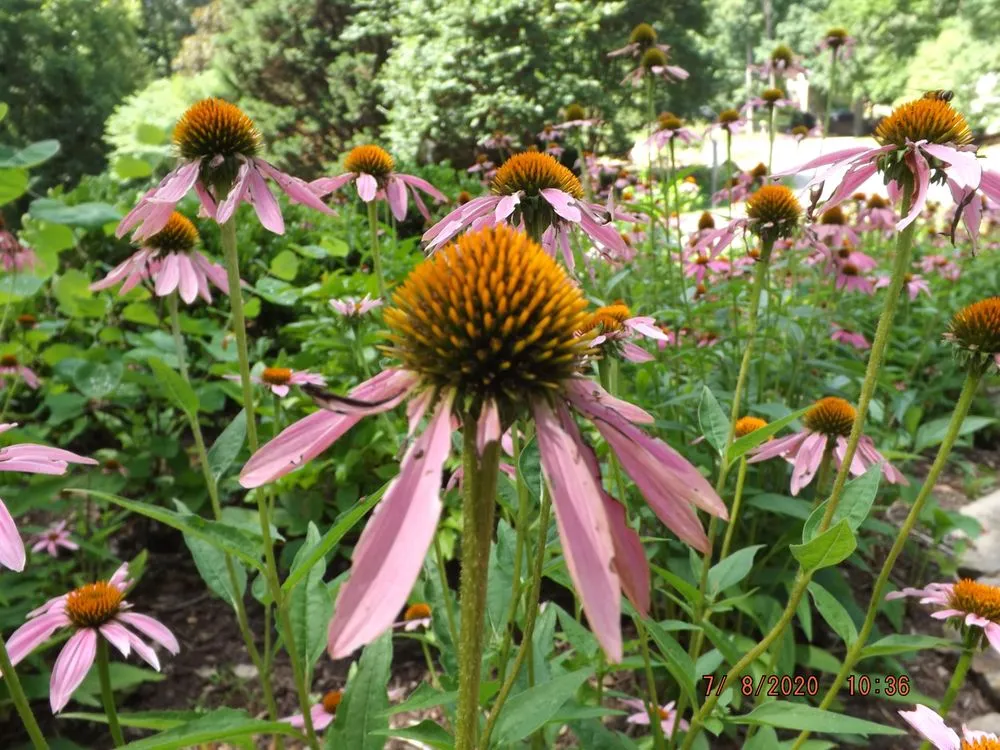 Expert residential landscaping in Charlottesville, VA by The Lawn Guys