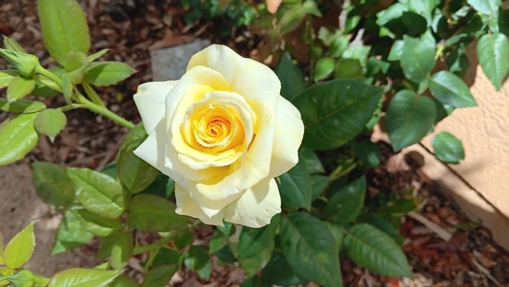 Affordable landscaping services near you in Murrieta, CA by The Lawnkeeper