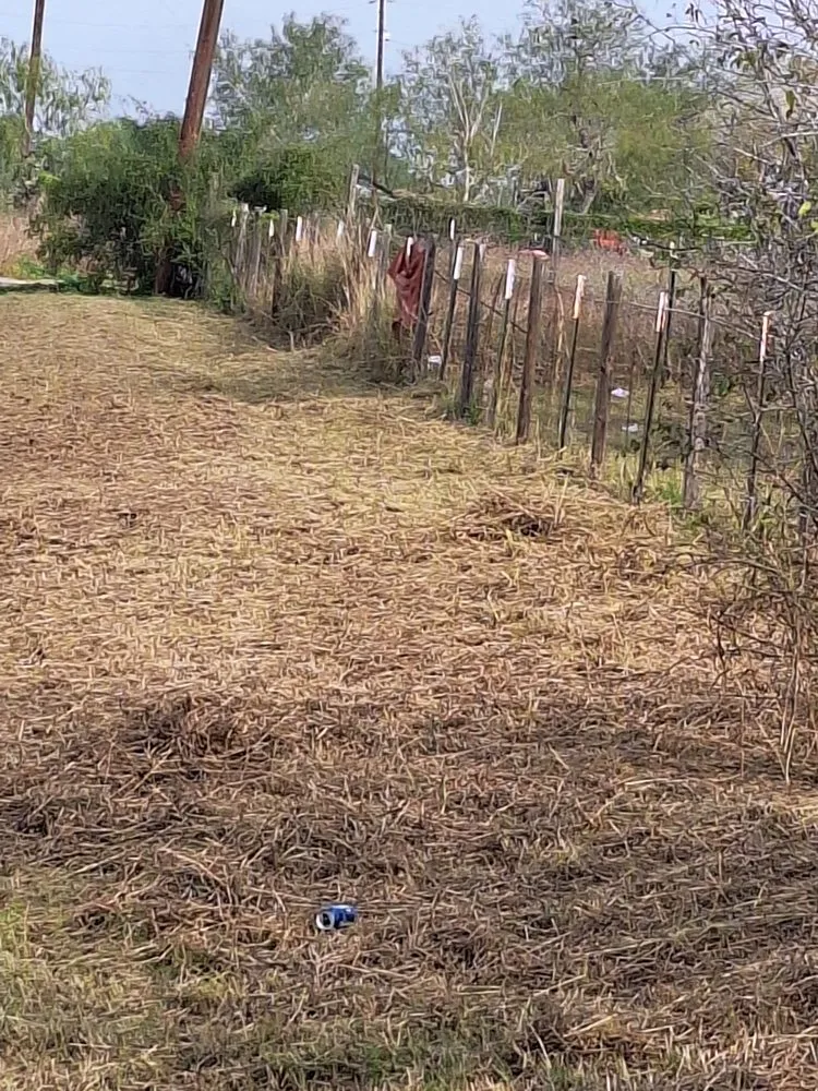 Reliable yard cleanup service experts serving Santa Rosa, TX - The Lawnman