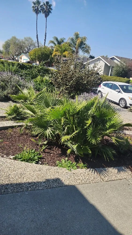Expert landscaping services experts serving San Jose, CA - The Lawnmowerman