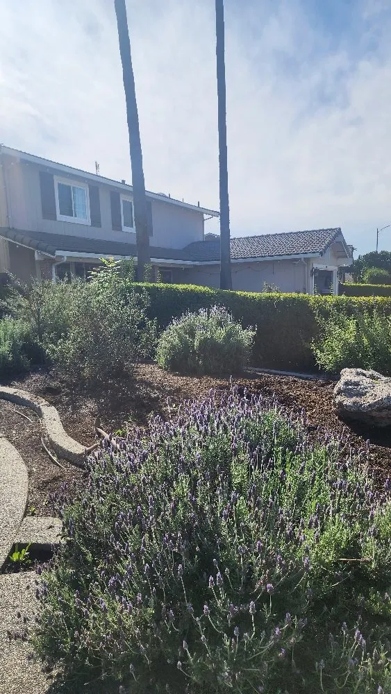 Expert lawn care service in San Jose, CA by The Lawnmowerman