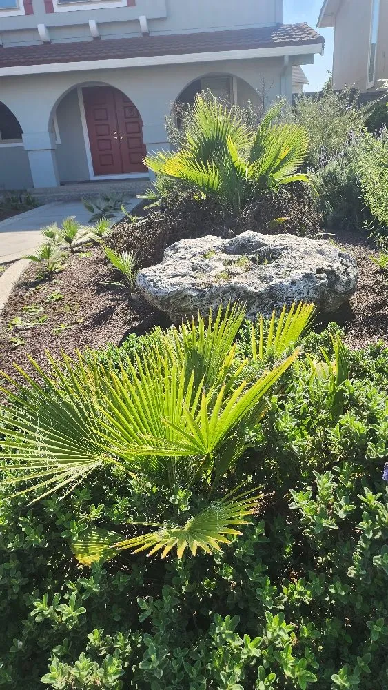 Trusted lawn mowing service in San Jose, CA by The Lawnmowerman