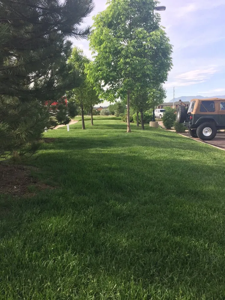 Reliable yard cleanup service in Colorado Springs, CO by The Lawnsmith
