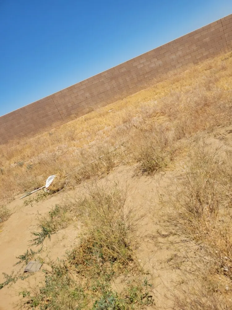 Professional lawn care service for year-round maintenance in Adelanto, CA by The Lion Landscaping