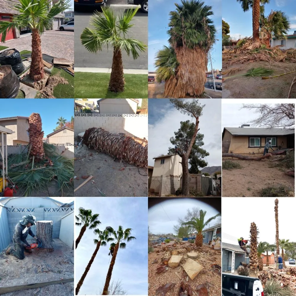 Trusted yard maintenance in Las Vegas, NV - The Lizard Lawn Care & Handyman