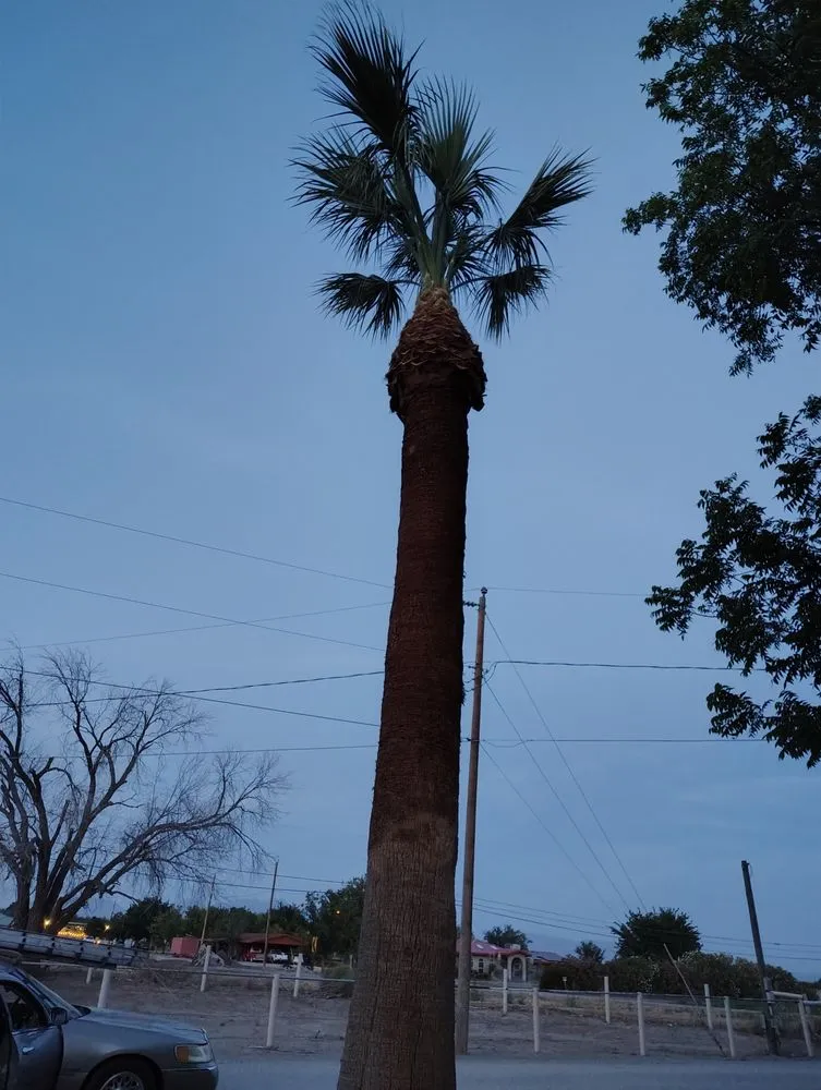Professional residential landscaping experts serving Las Cruces, NM - The Long Arm Tree Service