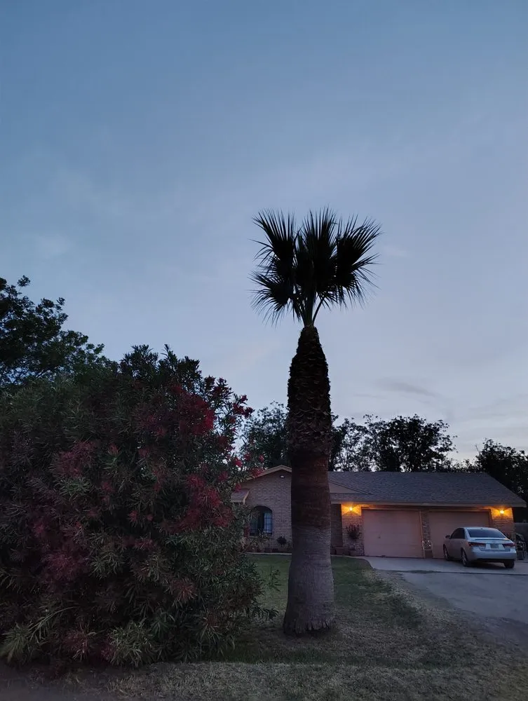 Top-rated yard cleanup service experts serving Las Cruces, NM - The Long Arm Tree Service