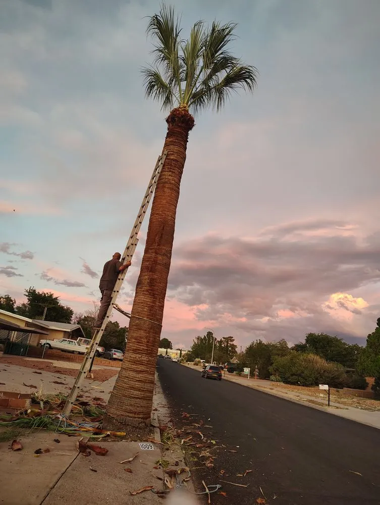 Expert outdoor landscaping for beautiful yards in Las Cruces, NM by The Long Arm Tree Service