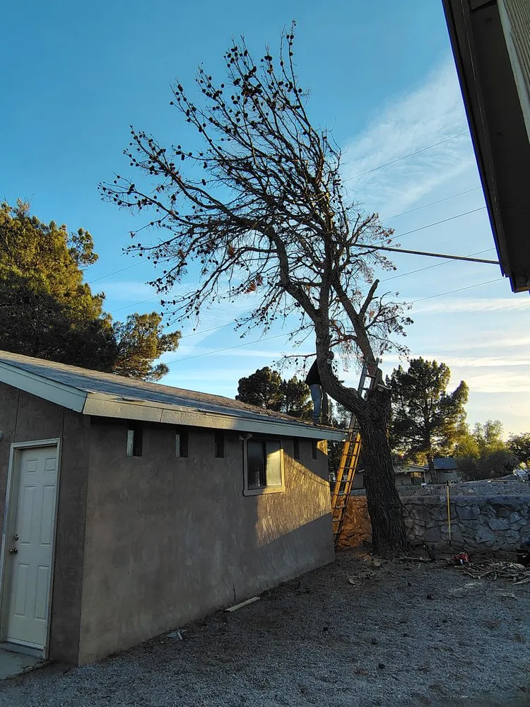 Top-rated garden landscaping experts serving Las Cruces, NM - The Long Arm Tree Service
