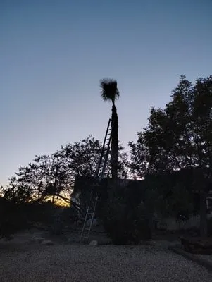 The Long Arm Tree Service Logo