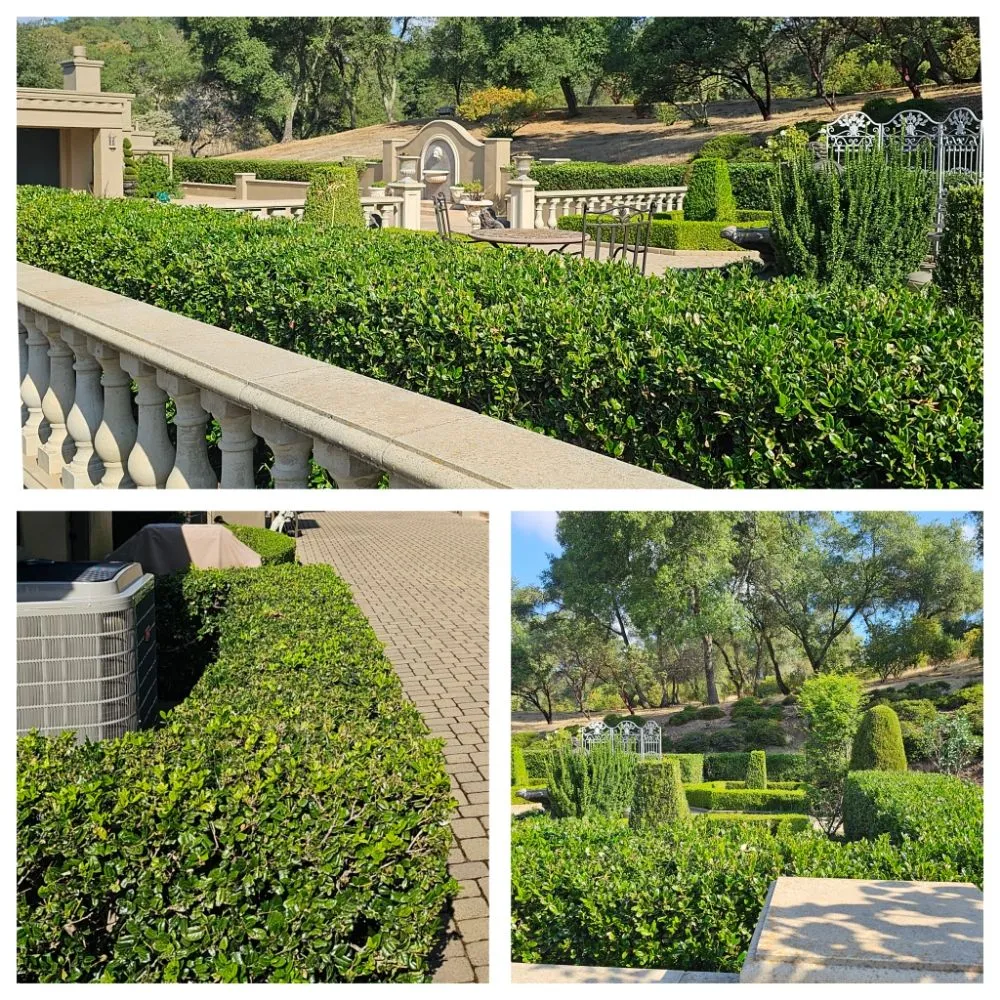 Expert residential landscaping in Cameron Park, CA by The Lucky Leprechaun Lawn & Land Care