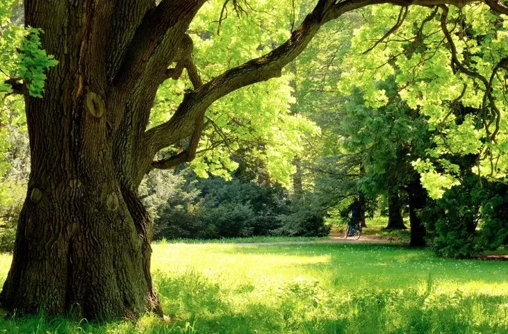 Reliable lawn mowing service in Orlando, FL - The Magic Rake Tree And Landscaping Service