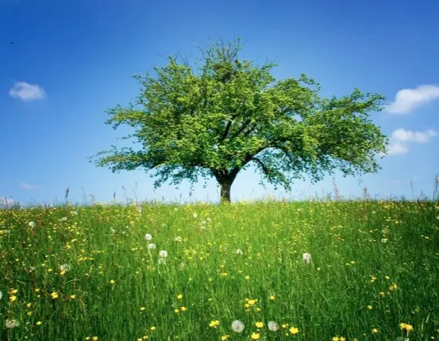 Trusted landscape design experts serving Orlando, FL - The Magic Rake Tree And Landscaping Service