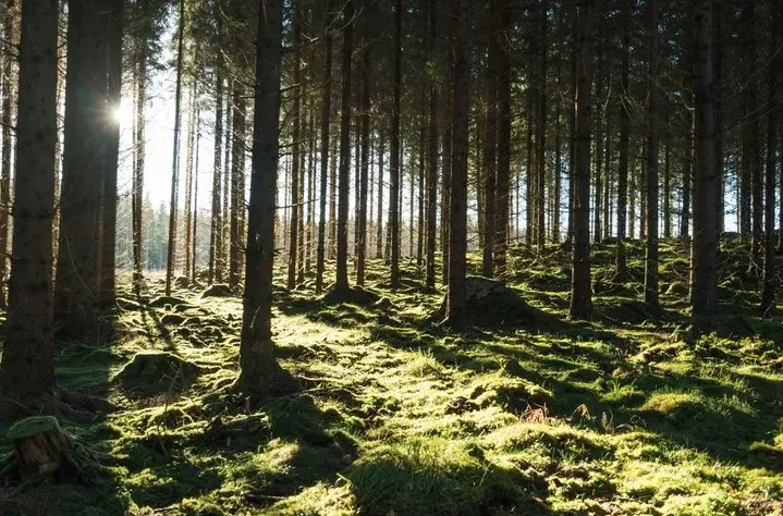 Reliable lawn mowing service for beautiful yards across Orlando, FL - The Magic Rake Tree And Landscaping Service