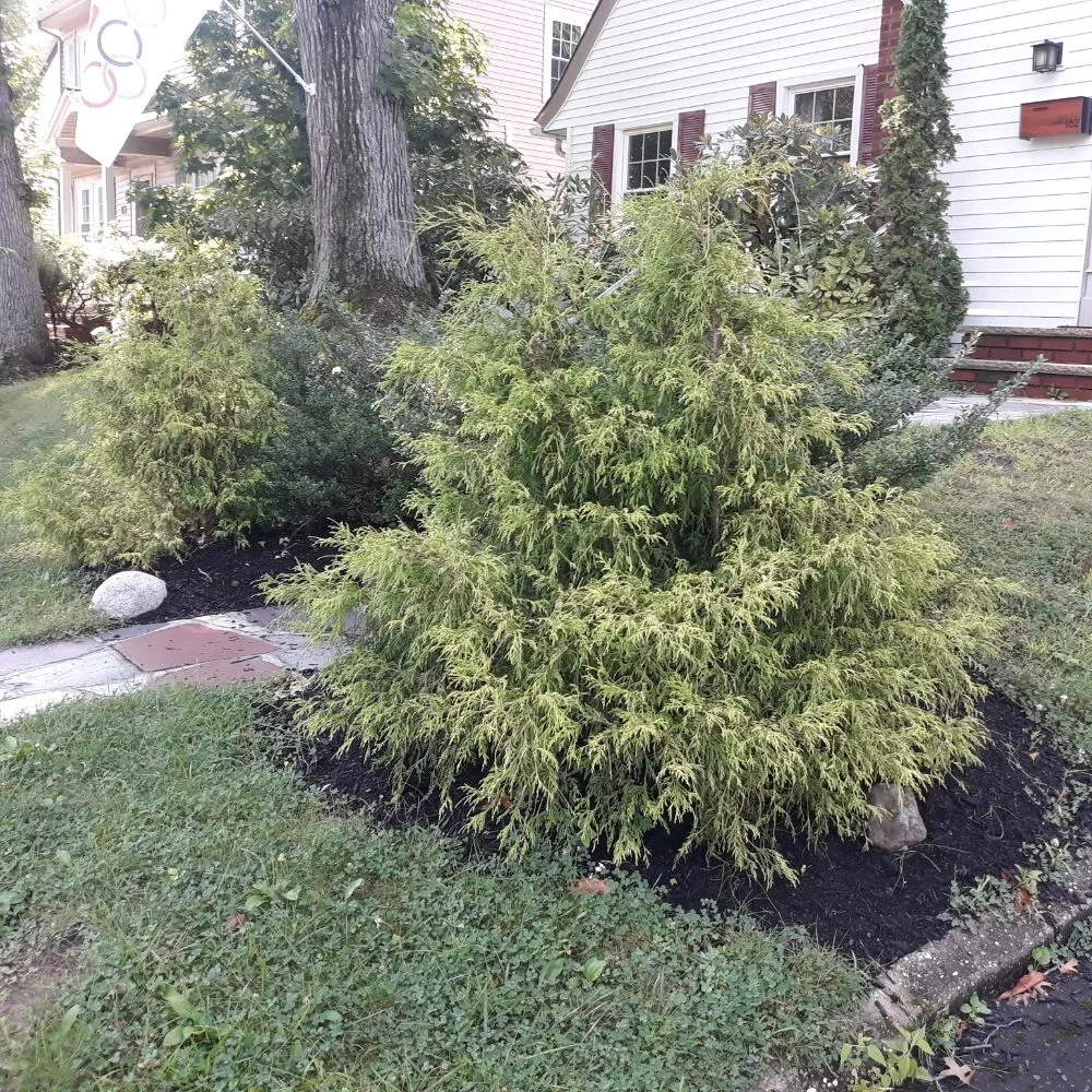 Top-rated landscaping services for residential properties across Bloomfield, NJ - The Magnifies landscaping