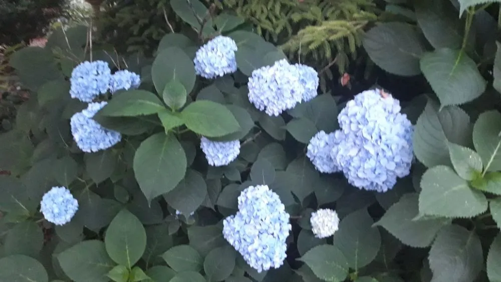 Top-rated landscape installation in Bloomfield, NJ - The Magnifies landscaping