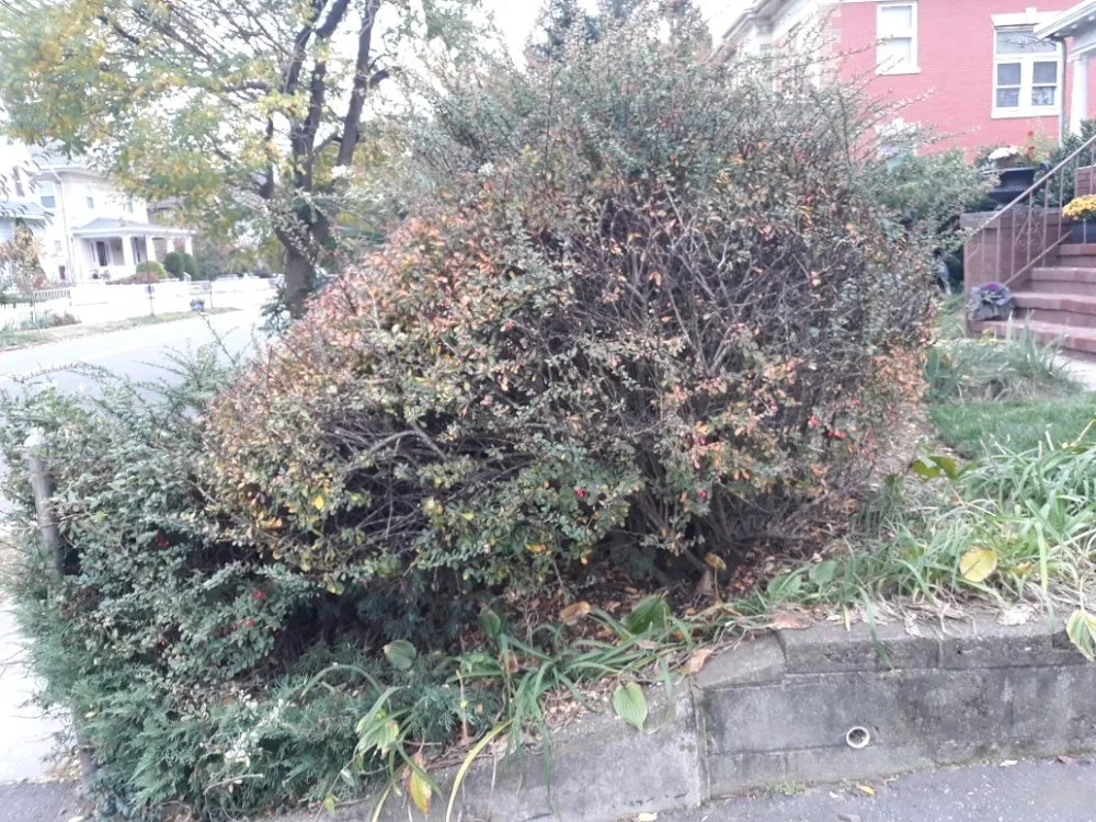 Top-rated lawn mowing service in Bloomfield, NJ by The Magnifies landscaping