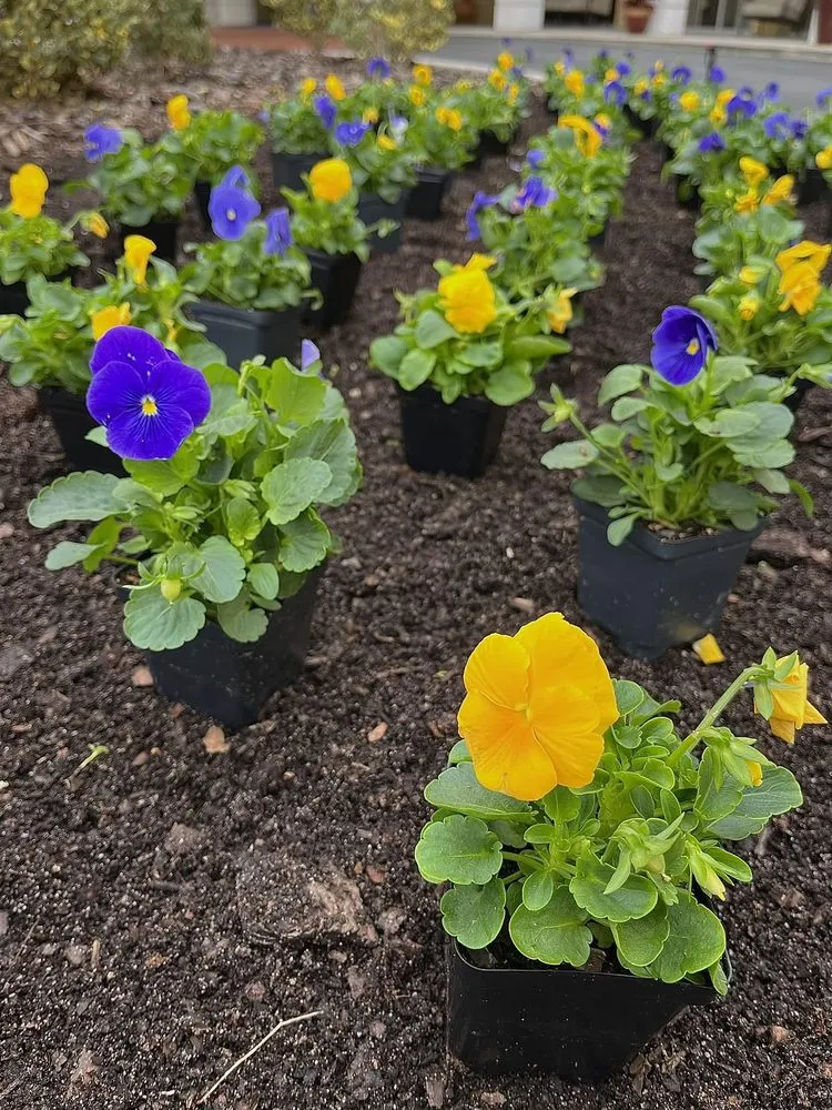 Expert residential landscaping in Homosassa, FL - The MainStreet Landscaping