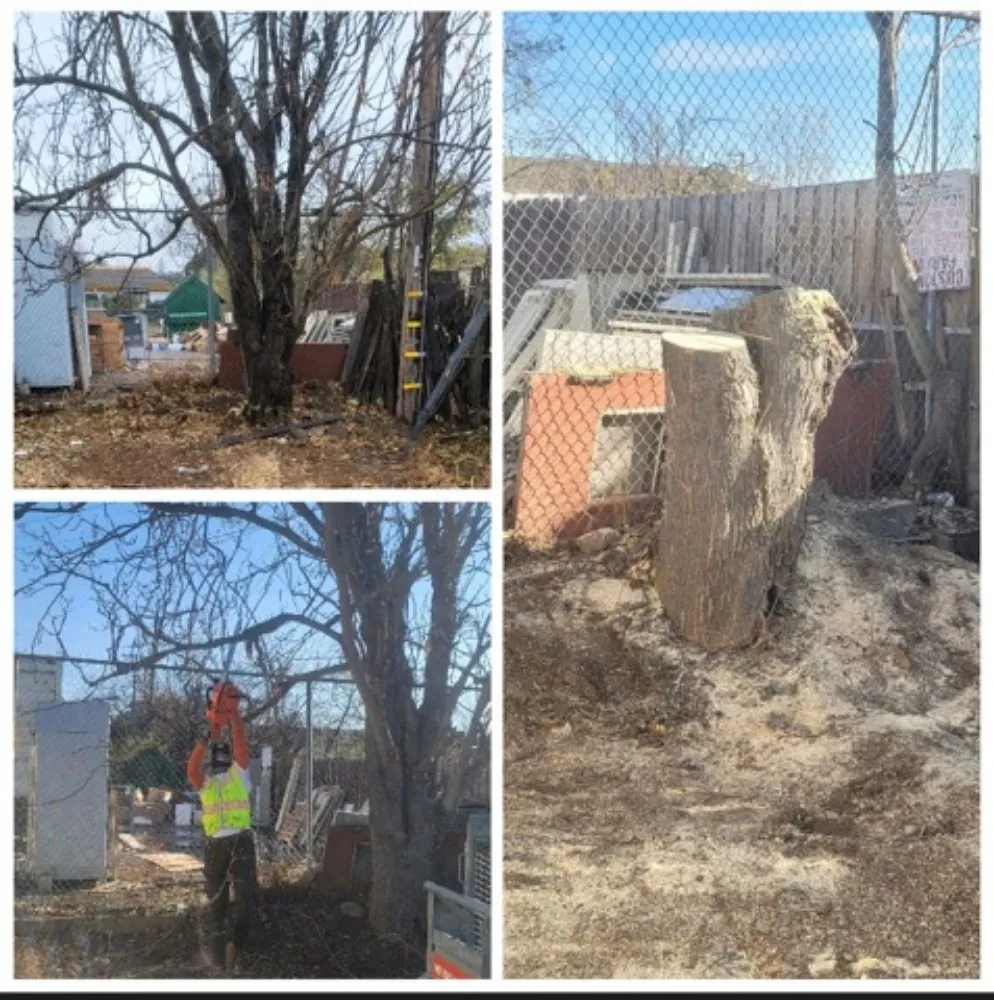 Trusted residential landscaping for residential properties across Arden-Arcade, CA - The McDonald's Tree & Landscaping