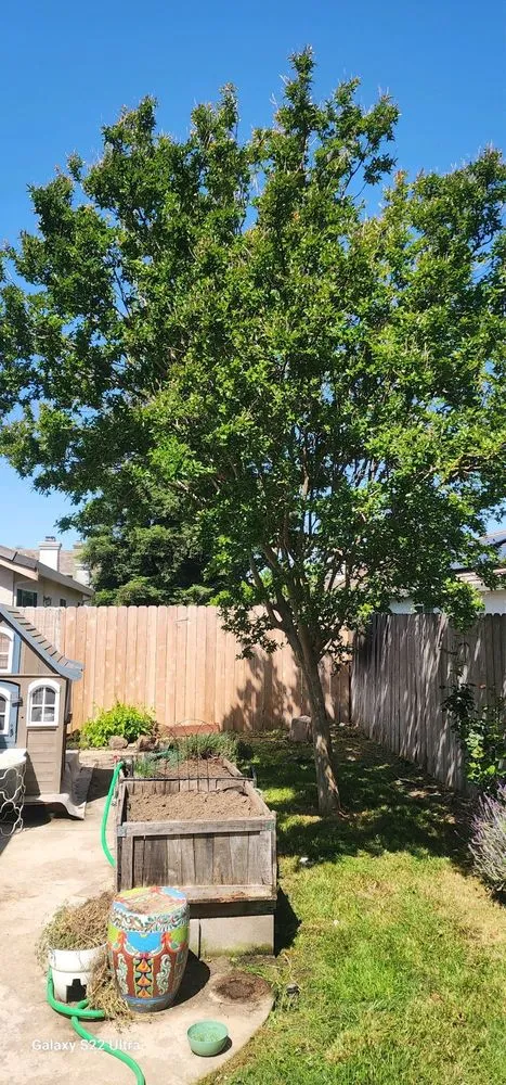 Reliable outdoor landscaping experts serving Arden-Arcade, CA - The McDonald's Tree & Landscaping