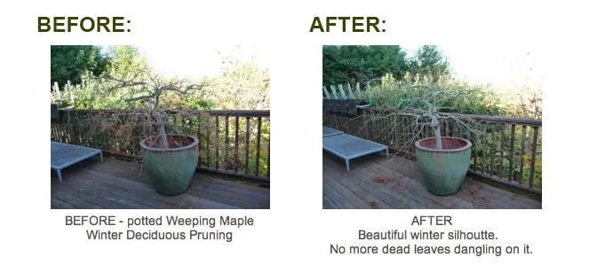 Top-rated garden landscaping in San Anselmo, CA by The Mindful Pruner