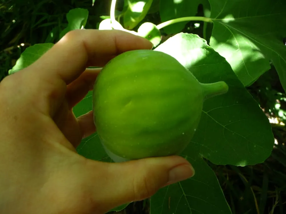 Local outdoor landscaping in San Anselmo, CA by The Mindful Pruner