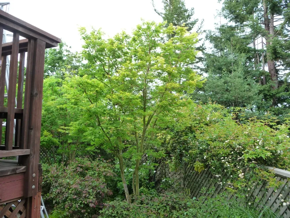 Affordable garden landscaping with custom design across San Anselmo, CA - The Mindful Pruner