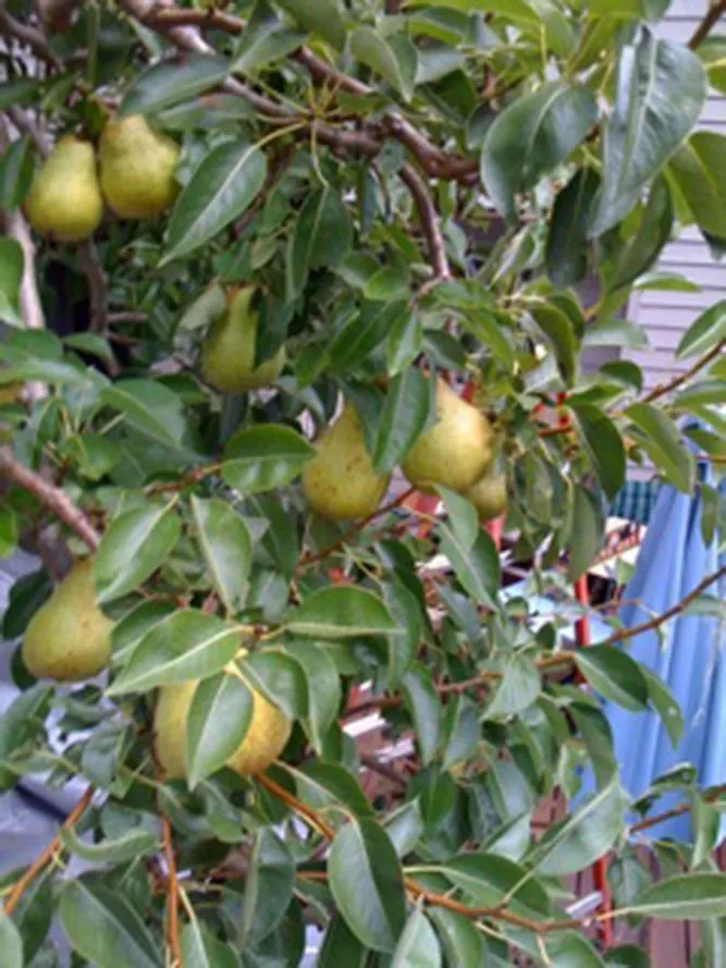 Custom lawn care service near you across San Anselmo, CA - The Mindful Pruner