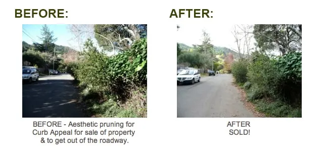 Affordable yard cleanup service near you in San Anselmo, CA by The Mindful Pruner