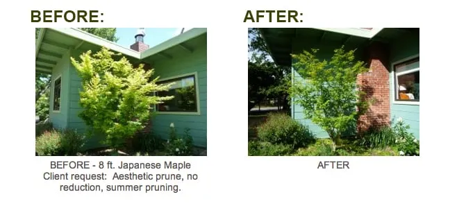 Reliable landscaping services for outdoor upgrades across San Anselmo, CA - The Mindful Pruner