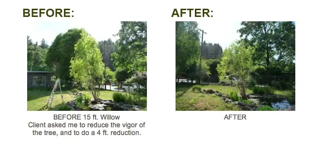 Reliable lawn care service in San Anselmo, CA by The Mindful Pruner