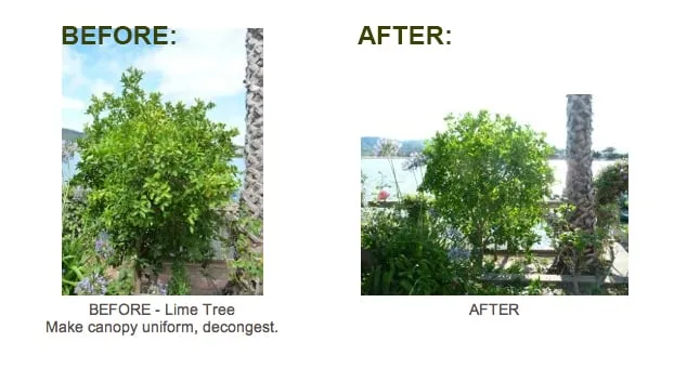 Reliable garden landscaping for homes in San Anselmo, CA by The Mindful Pruner