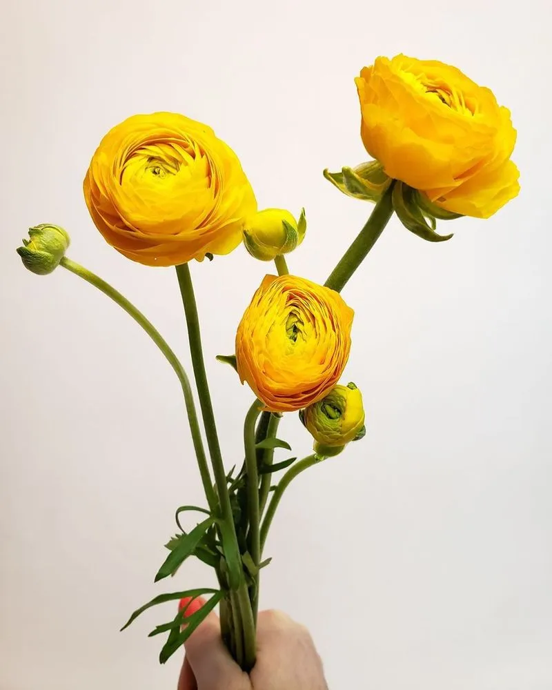 Trusted landscape installation experts serving New York, NY - The Mini Rose