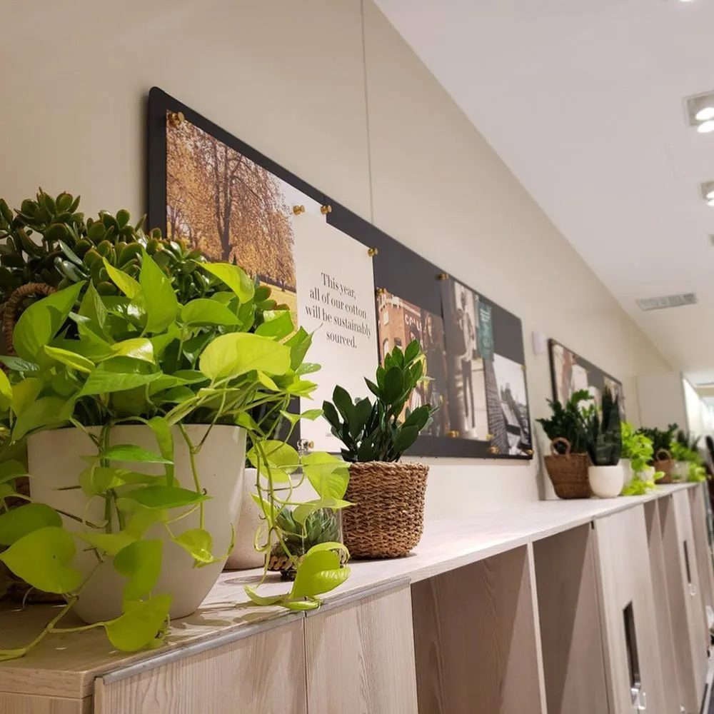 Local yard cleanup service in New York, NY - The Mini Rose