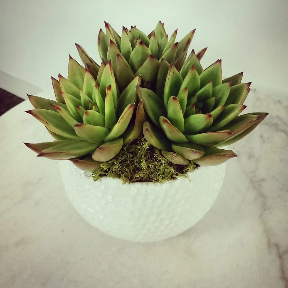 Custom landscape design in New York, NY by The Mini Rose