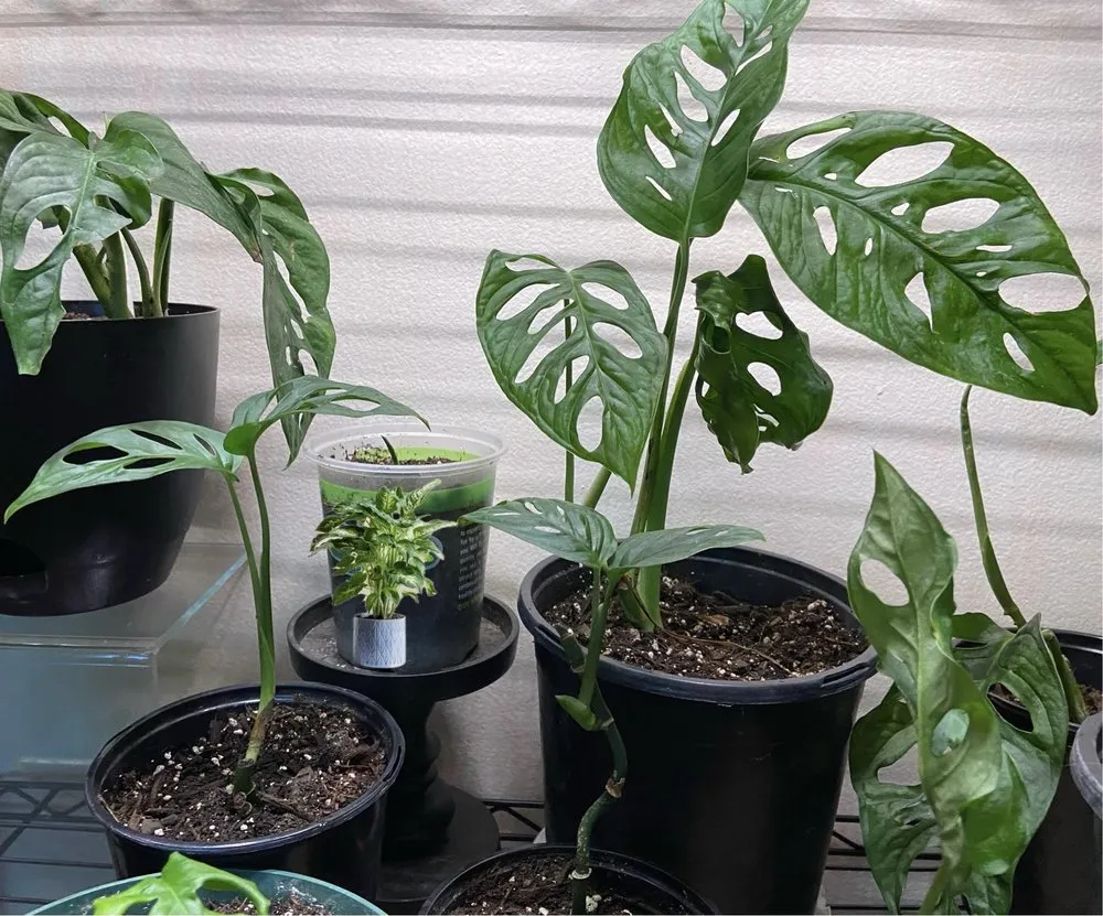 Affordable yard maintenance for homes across Anderson, IN - The Minor Detail’s Landscaping and Garden Services