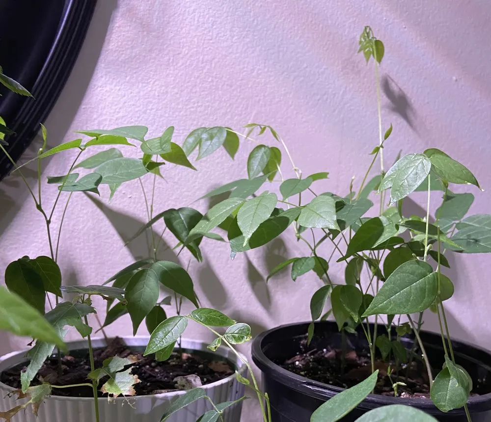 Trusted garden landscaping near you across Anderson, IN - The Minor Detail’s Landscaping and Garden Services