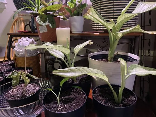 The Minor Detail’s Landscaping and Garden Services Logo