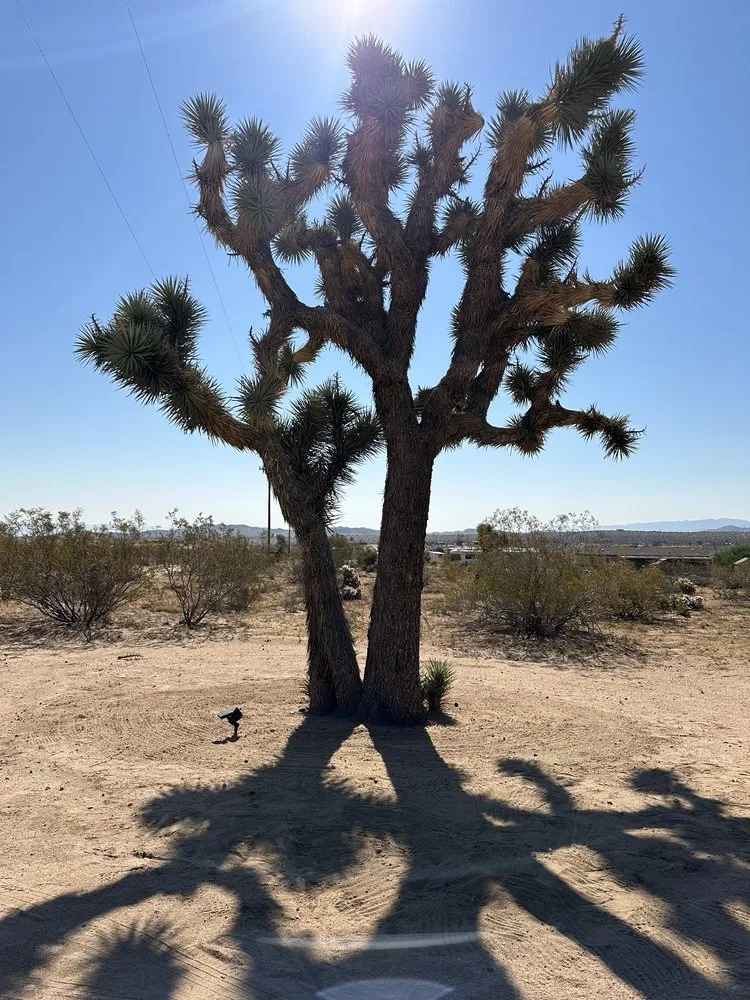 Trusted lawn care service in Yucca Valley, CA by The Modernist Landscapes