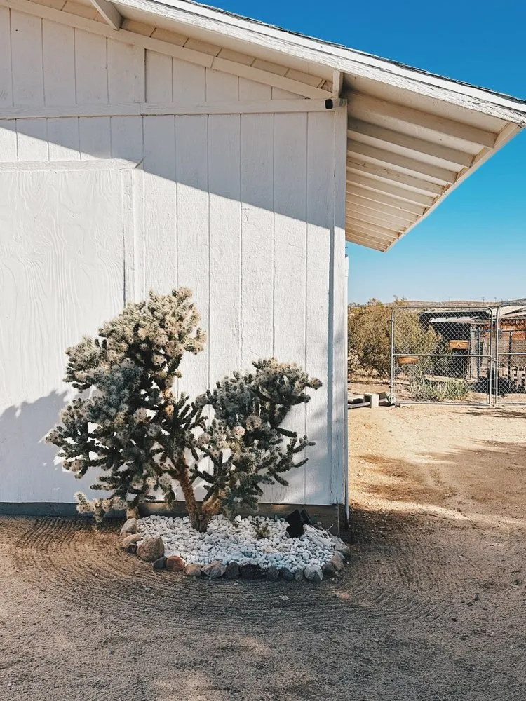 Top-rated lawn mowing service in Yucca Valley, CA by The Modernist Landscapes