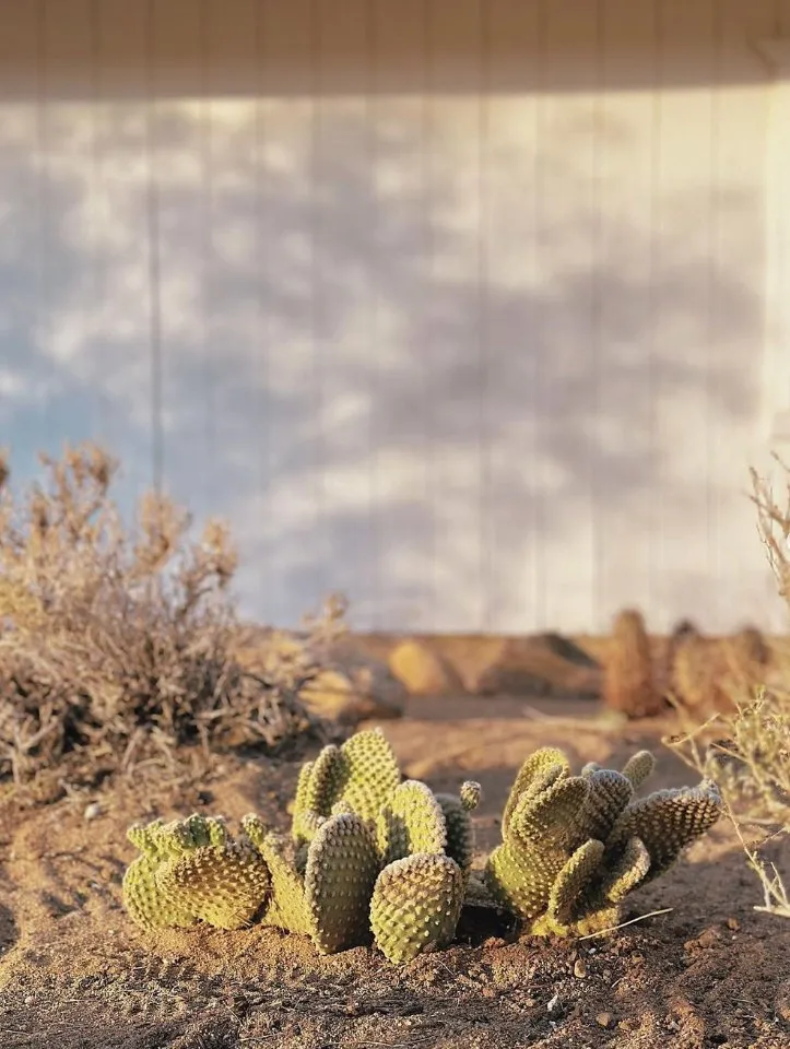 Custom landscape installation near you across Yucca Valley, CA - The Modernist Landscapes