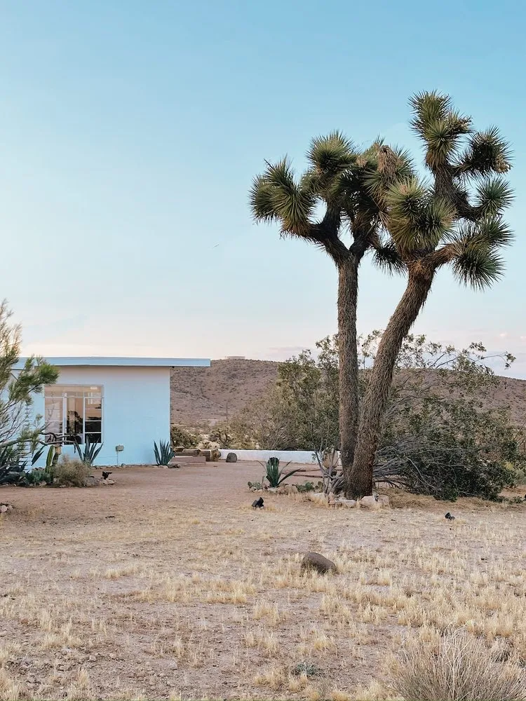 Local yard maintenance in Yucca Valley, CA by The Modernist Landscapes