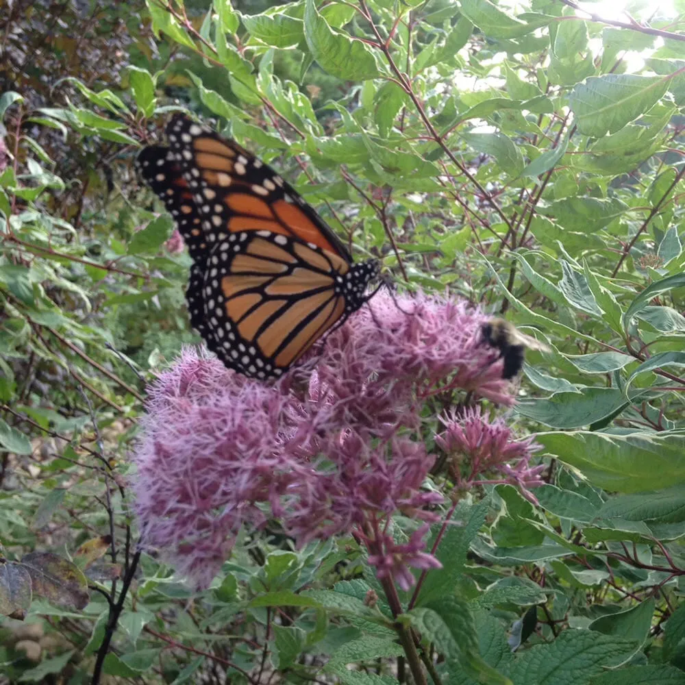 Professional outdoor landscaping with custom design across Traverse City, MI - The Mossy Tree