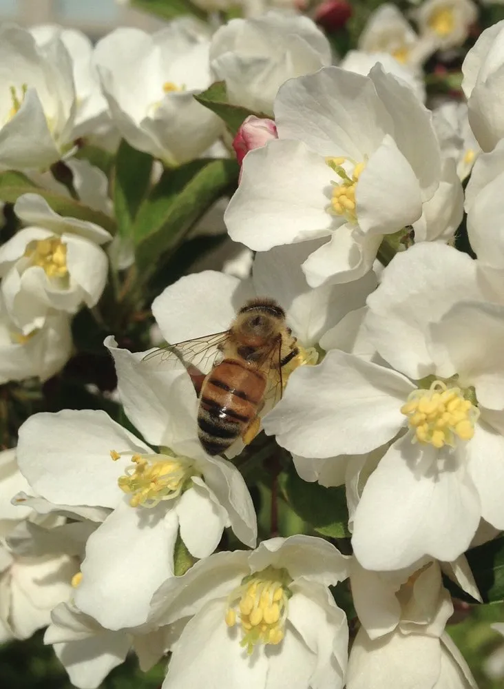Local yard cleanup service for outdoor upgrades in Traverse City, MI by The Mossy Tree