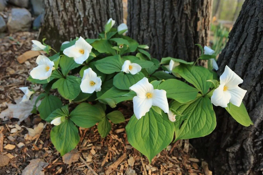 Expert garden landscaping in Traverse City, MI - The Mossy Tree