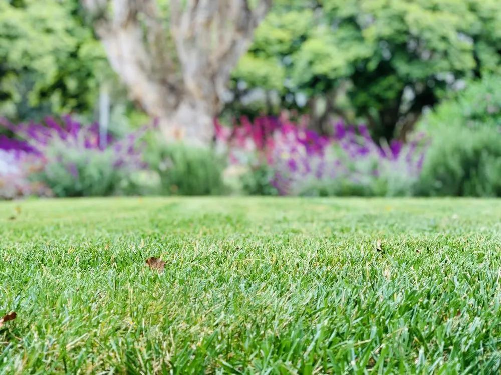 Professional lawn mowing service near you across Goleta, CA - The Mower Guys
