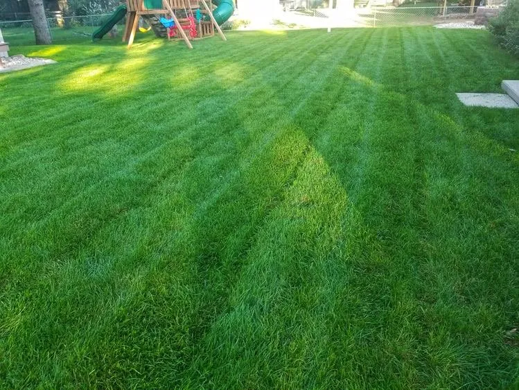 Affordable landscaping services in Citrus Heights, CA by The Mowing Magician